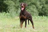 DOBERMANN 1271